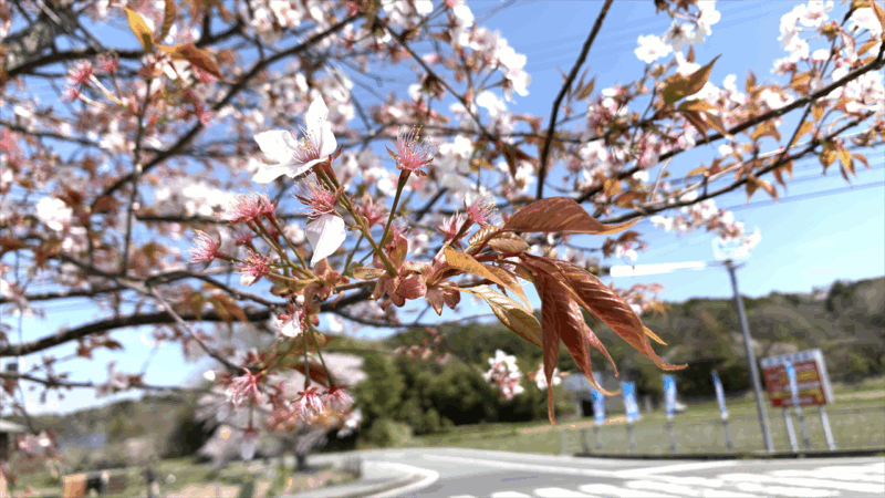 20250412播磨中央公園へ_道中の桜