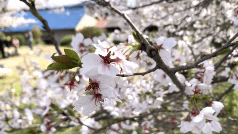 20250405桃源郷HM前泊地へ_葛城川の桜2