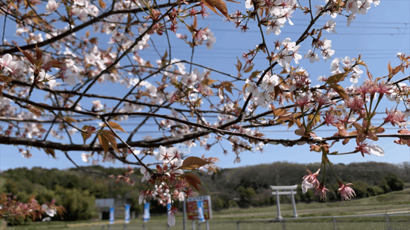 20250412播磨中央公園へ_道中の桜2