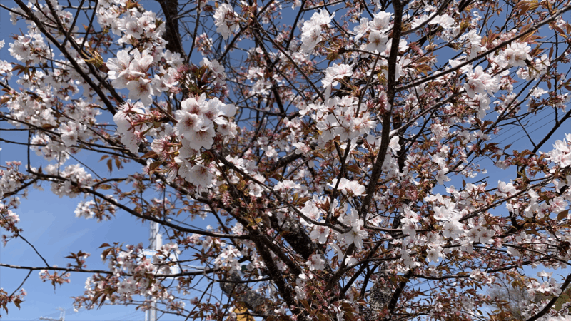 20250412播磨中央公園へ_道中の桜3