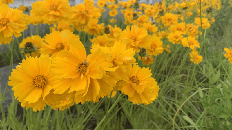 20250524ダムパーク茨木へ_花