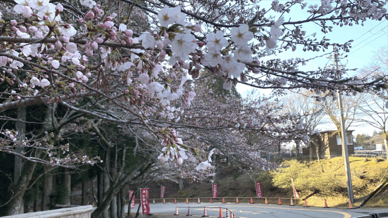 20250412播磨中央公園へ_妙見山の桜