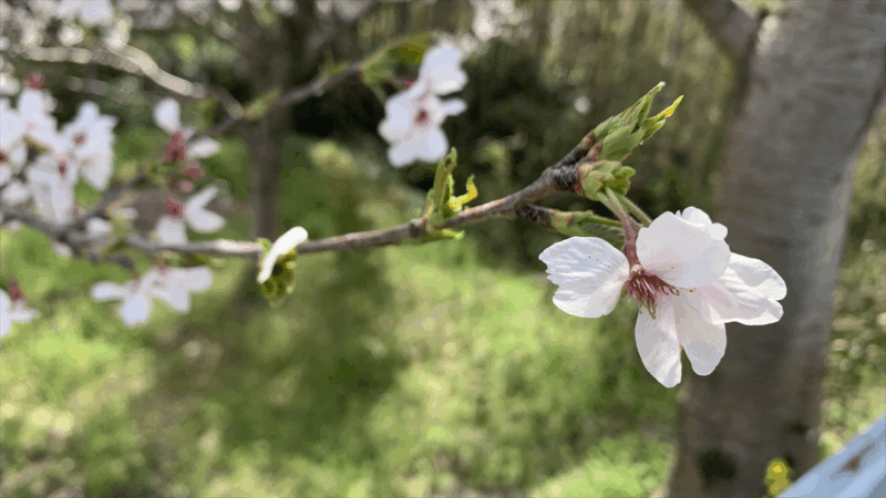 20250405桃源郷HM前泊地へ_葛城川の桜3