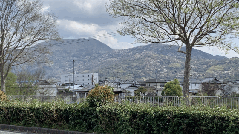 20250406桃源郷ハーフマラソン_遠く見える山に咲く桜