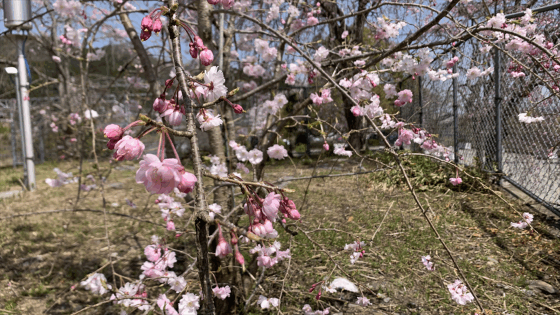 20250405桃源郷HM前泊地へ_吉野口駅前の桜