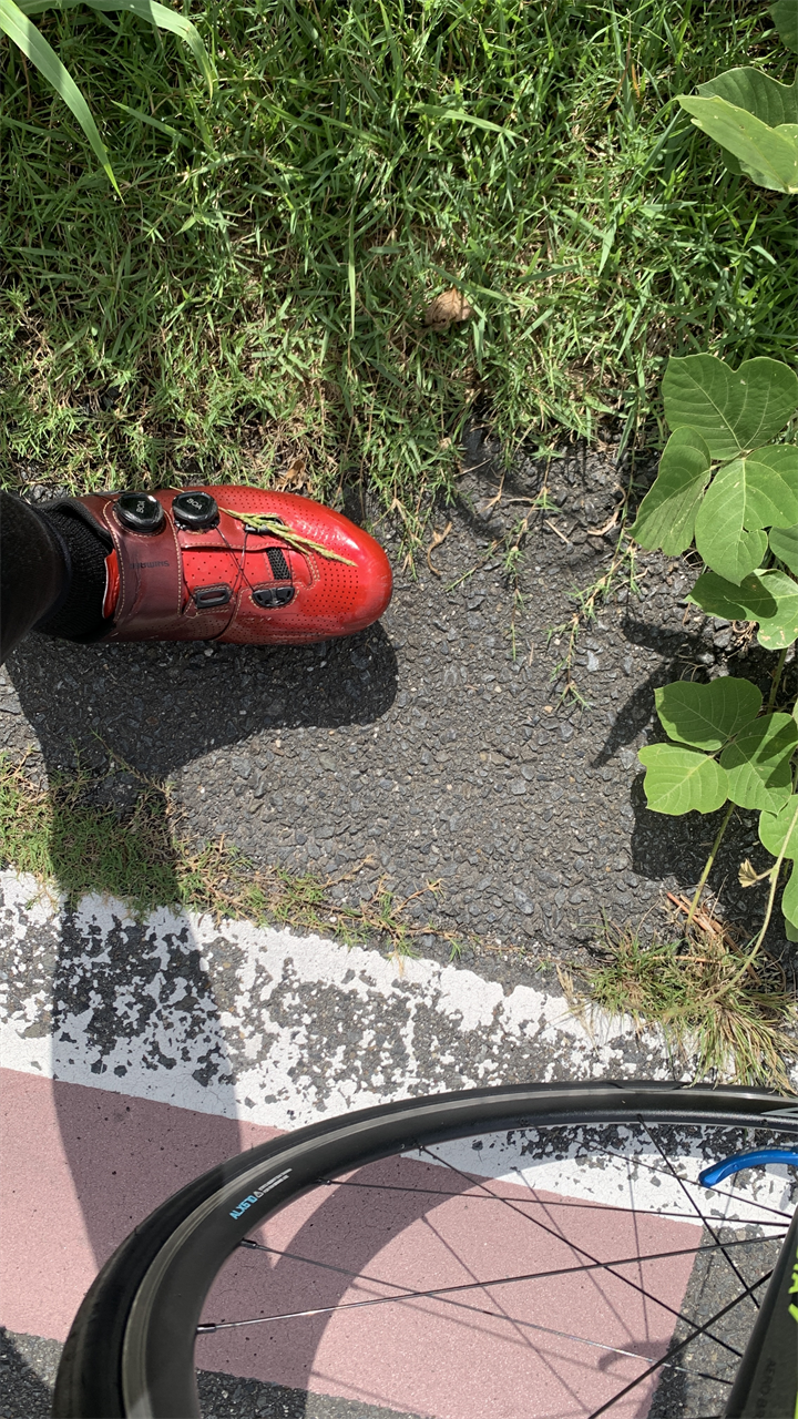 20250913長岡天満宮他_草が絡まってた