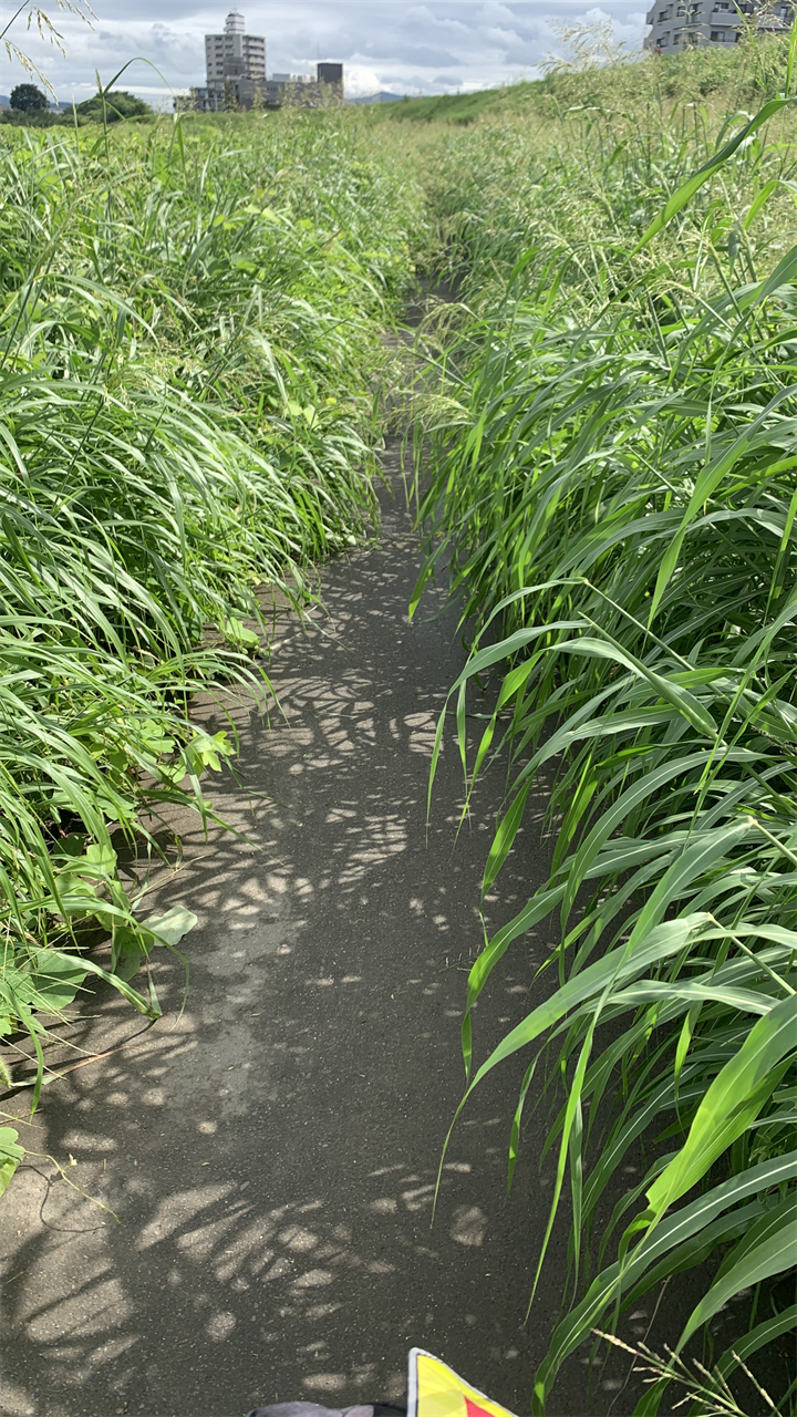 20250913長岡天満宮他_京奈和自転車道一部区間草ぼうぼう